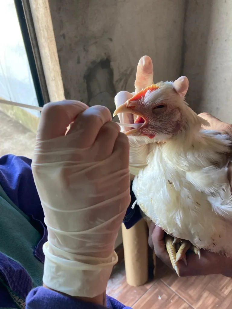 Gripe Aviária: México flexibiliza embargo ao frango brasileiro Gripe Aviária