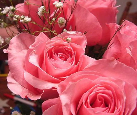 Rosas de Santa Teresinha